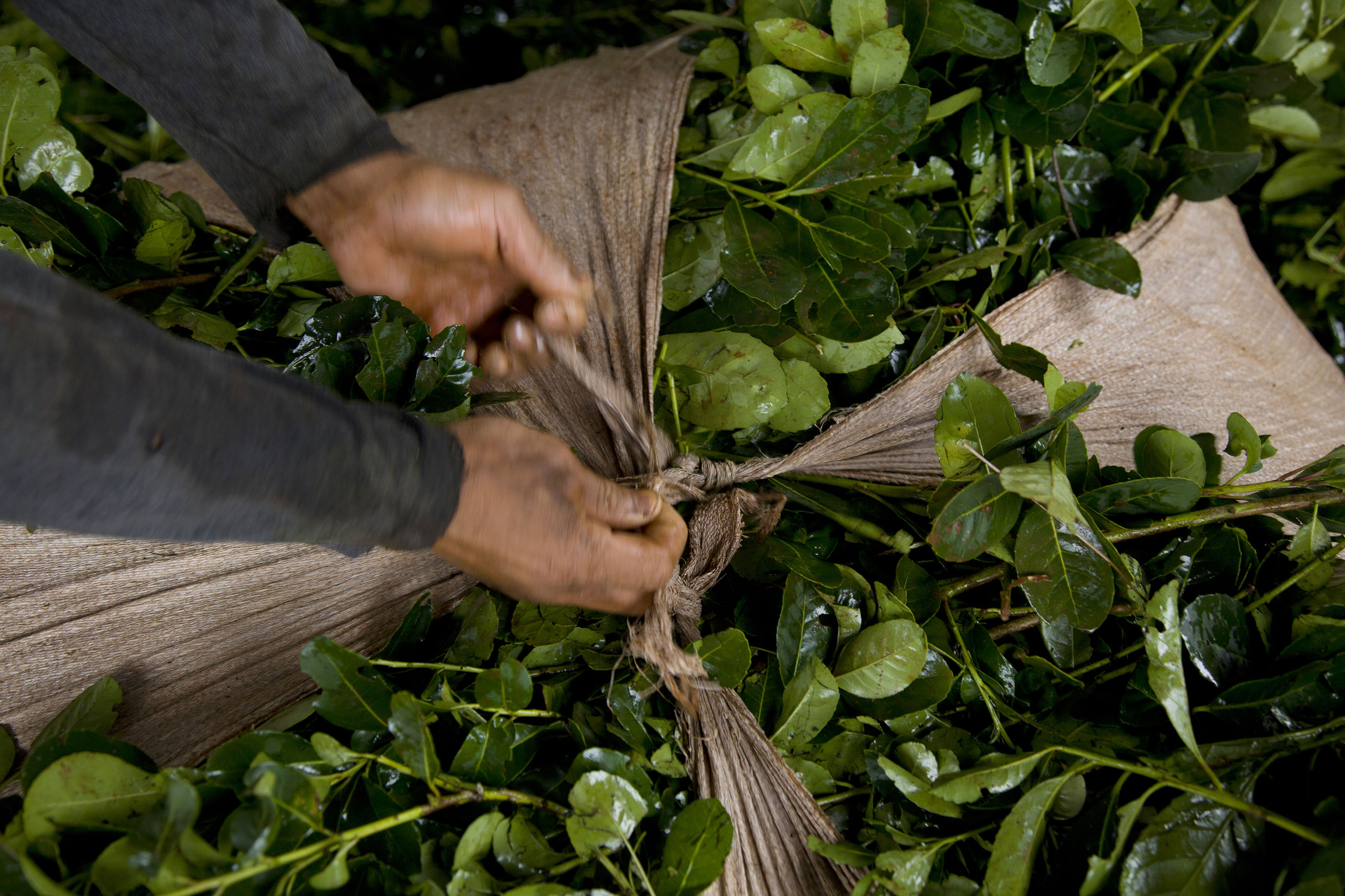 La yerba mate argentina recibe reconocimiento de Indicación Geográfica