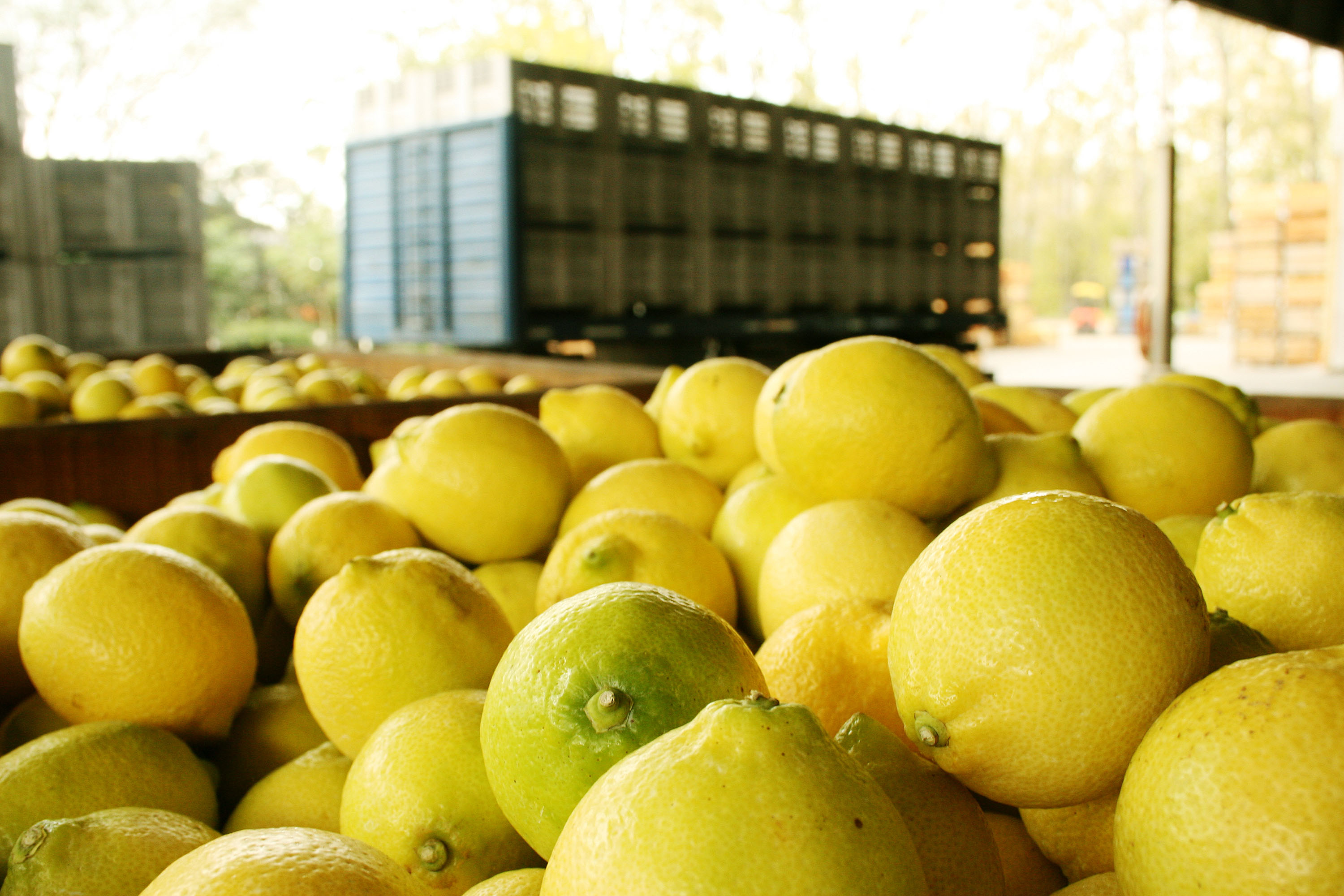 Los limones argentinos, más cerca de volver a ser exportados a Estados Unidos