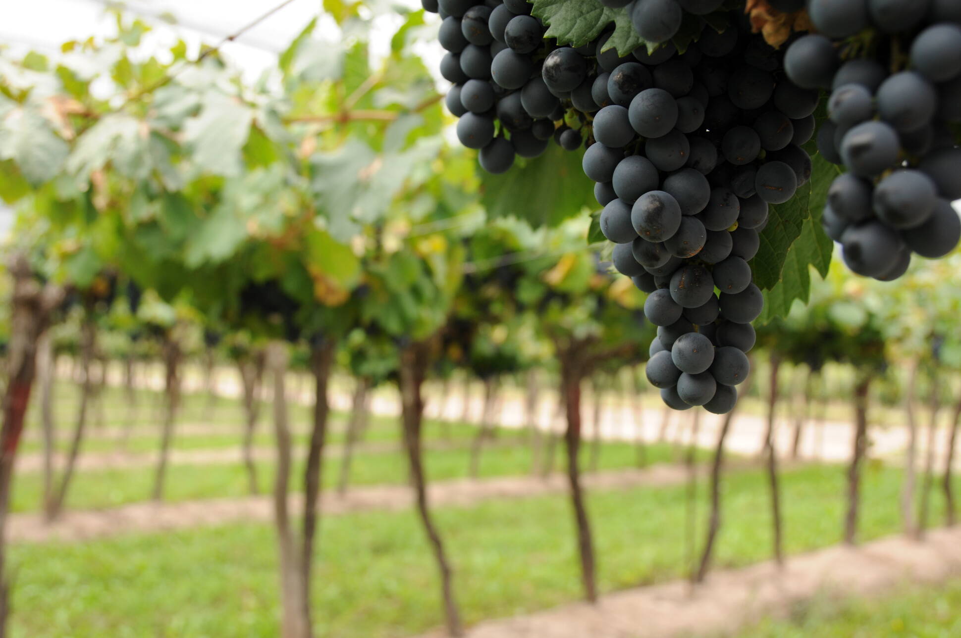 La Argentina comenzará a exportar uvas frescas a China