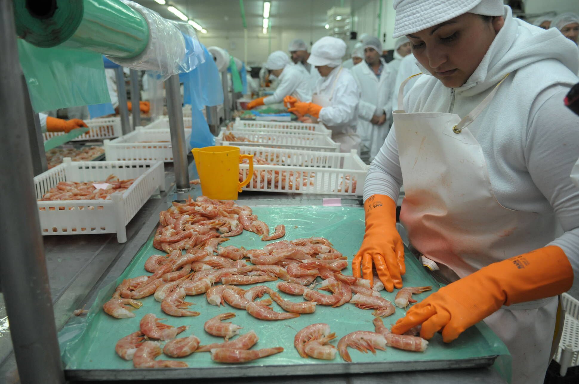 Se agiliza la exportación a China de langostinos capturados en el Mar Argentino