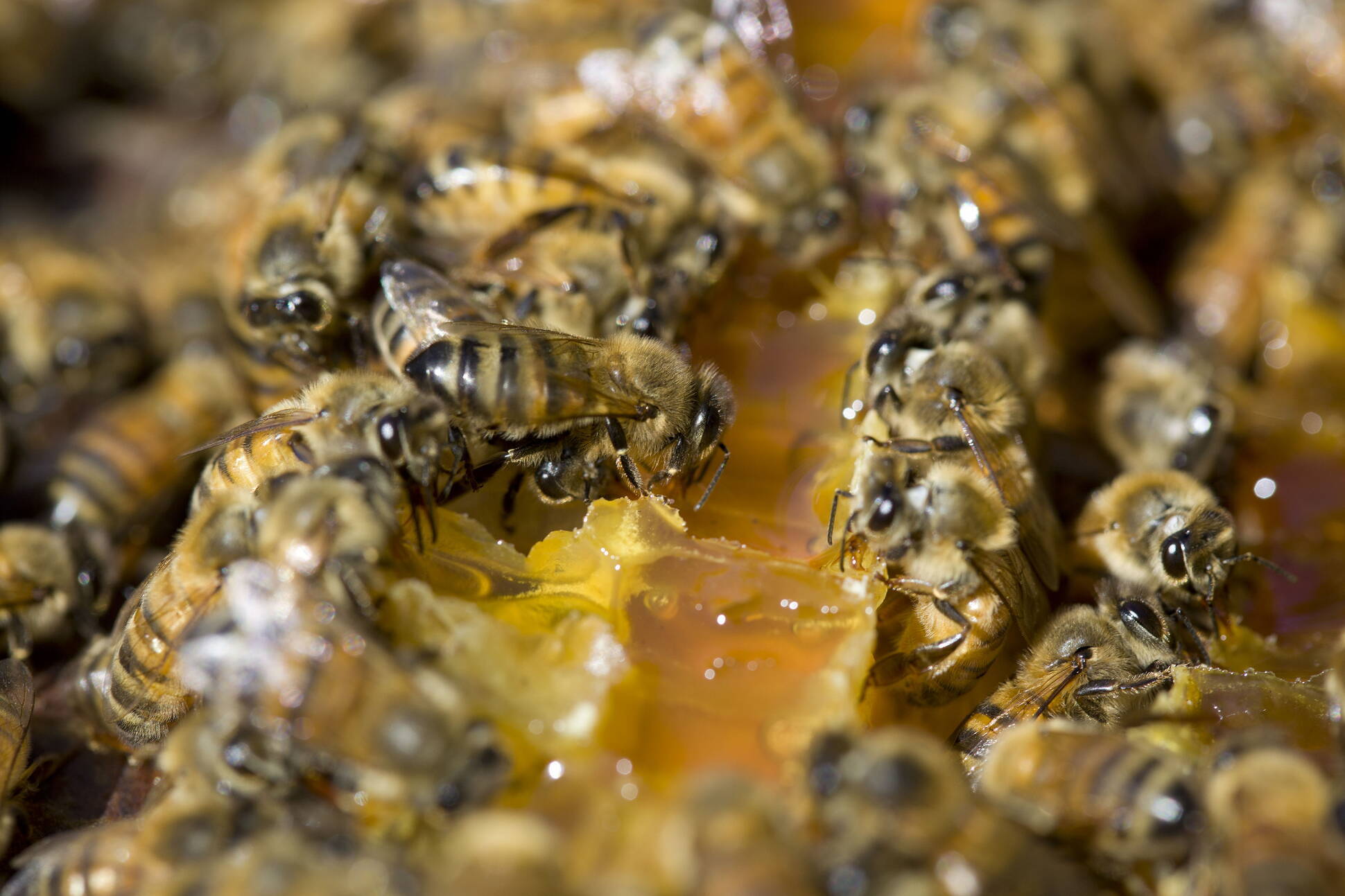 Argentina será sede del mayor encuentro de la apicultura orgánica en el mundo