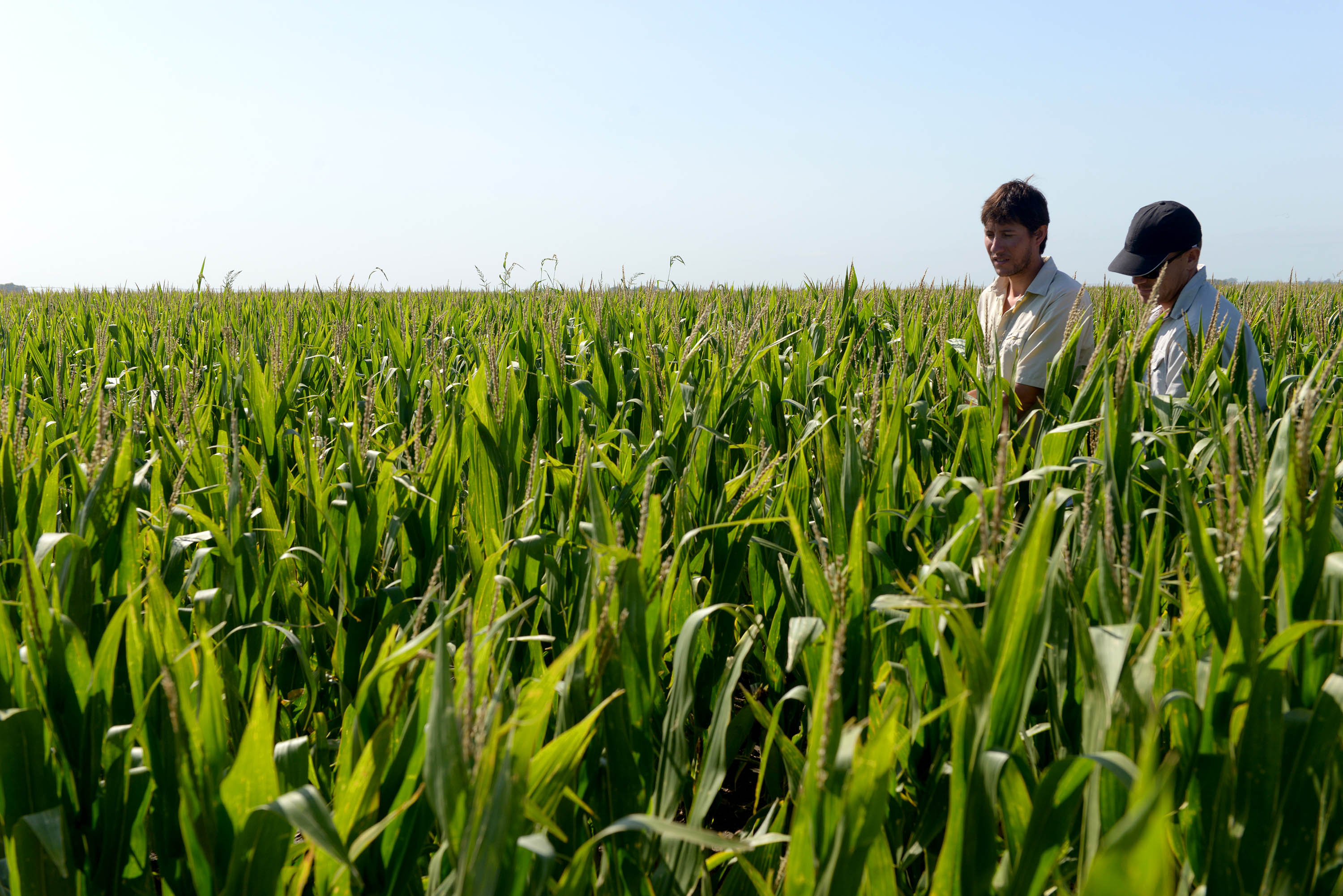 La siembra de maíz alcanzaría una cifra récord en la próxima campaña