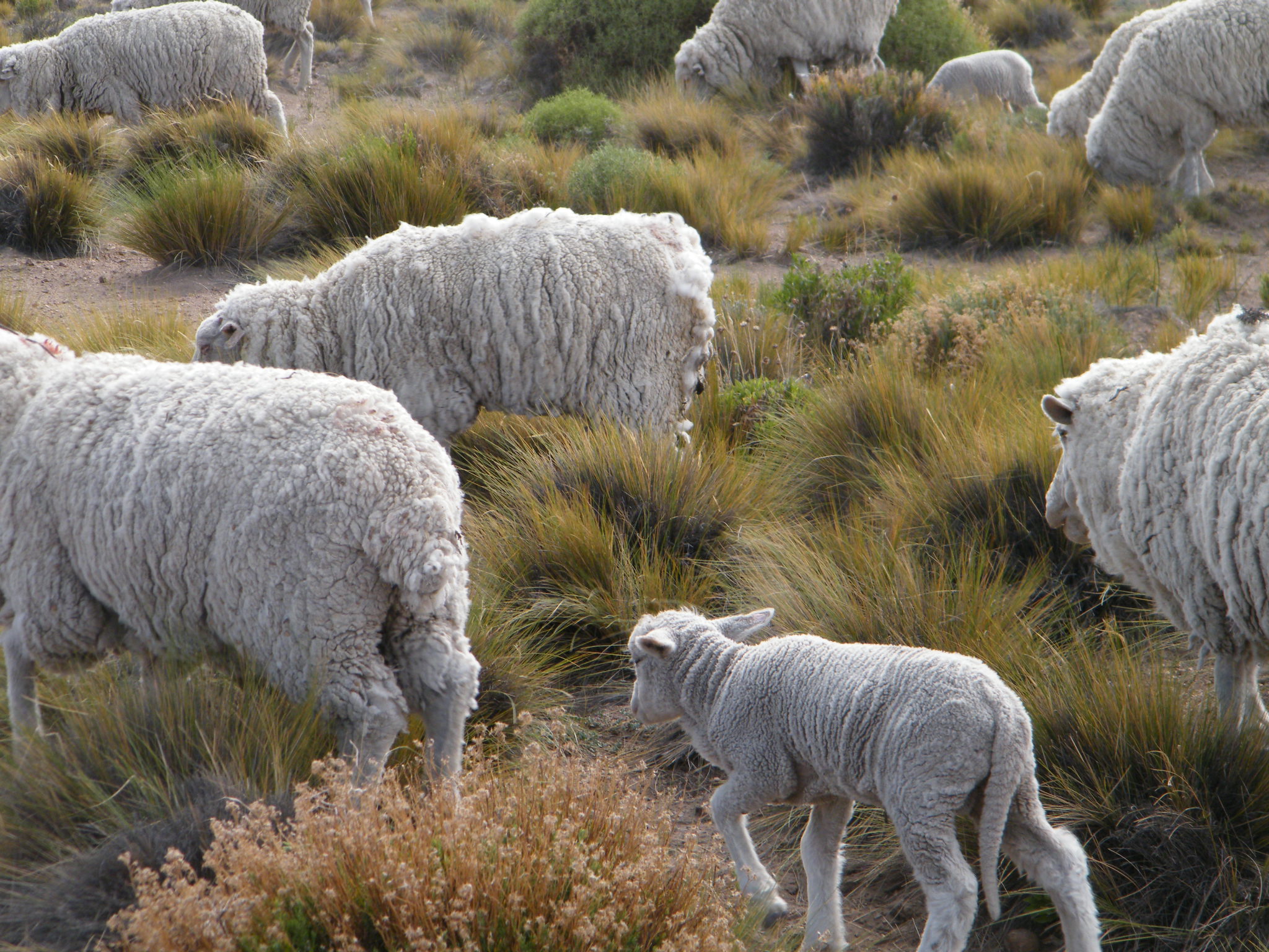 Apoyo del Gobierno a productores patagónicos afectados por el volcán Puyehue