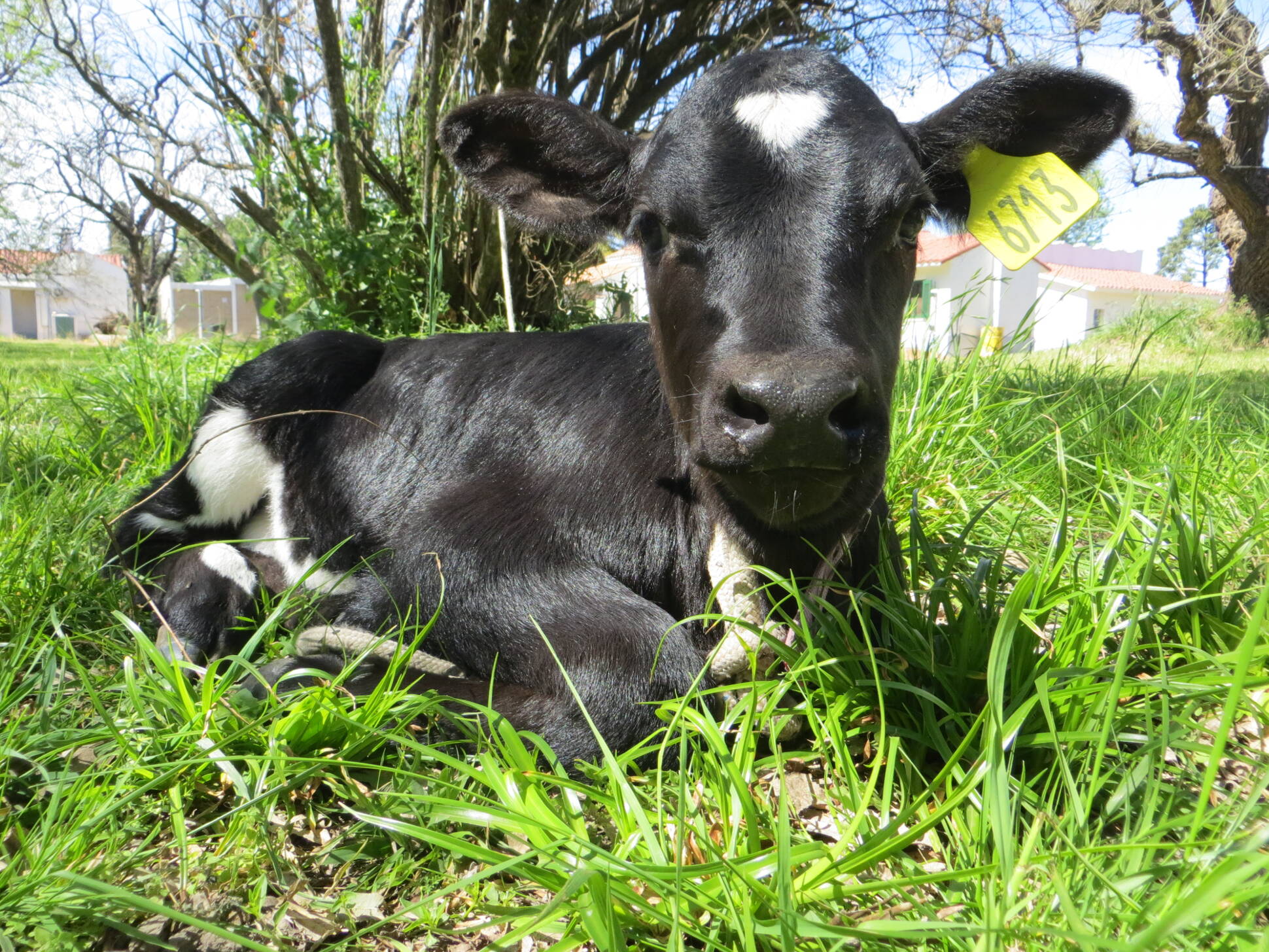La primera ternera nacida por fecundación en vitro abre nuevas perspectivas para la producción bovina