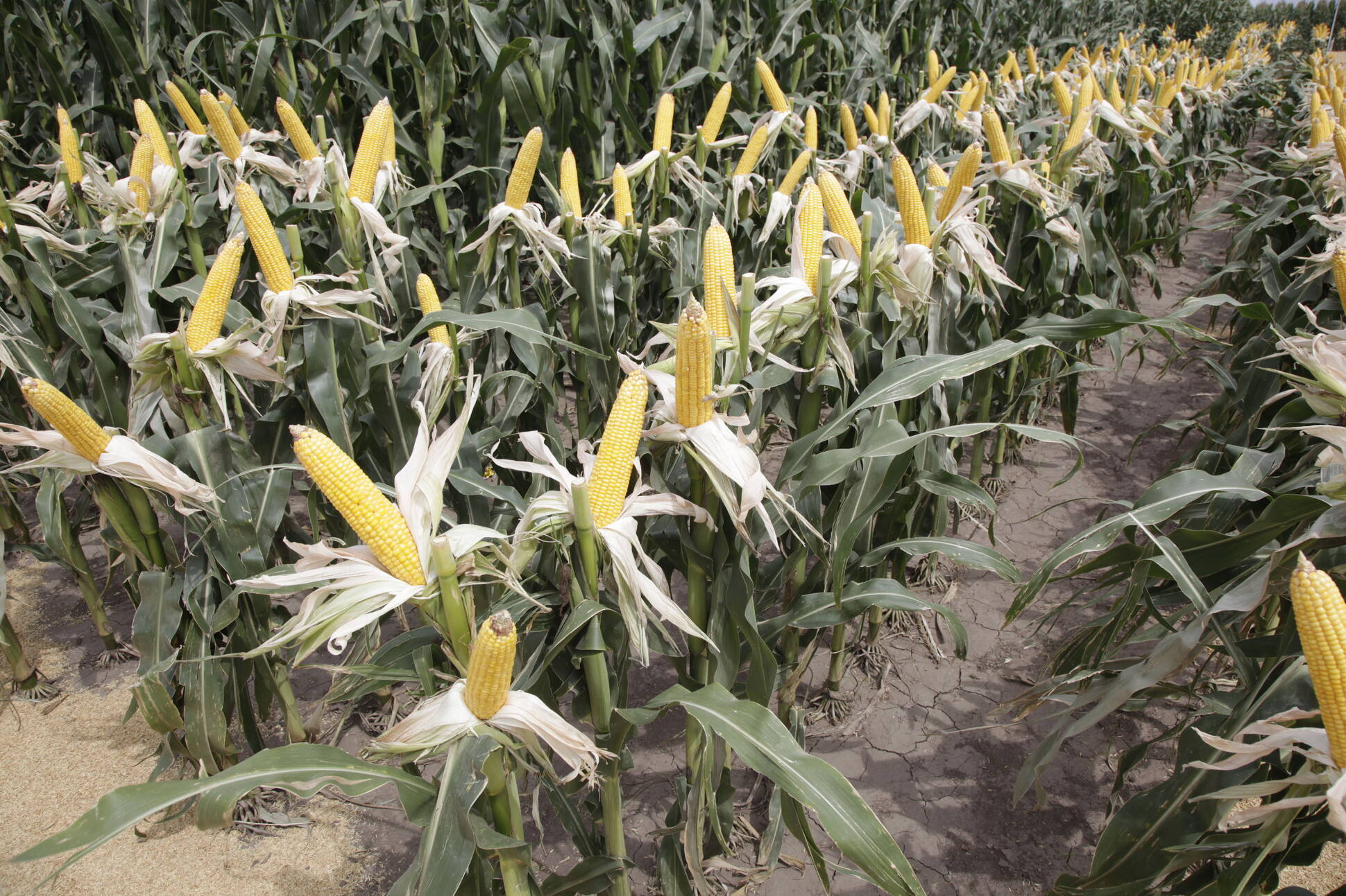 El Ministerio de Agroindustria impulsa el desarrollo de los bioplásticos