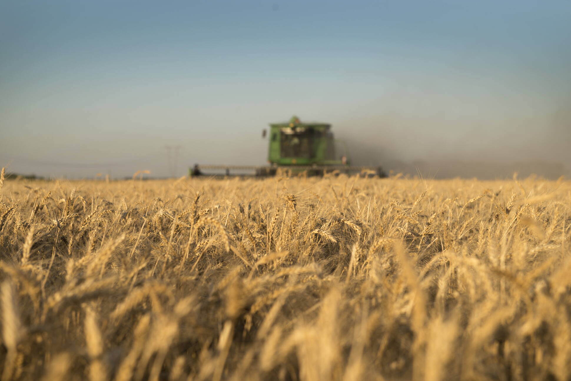 La superficie sembrada de trigo aumentó 20 por ciento para la campaña 2016/17