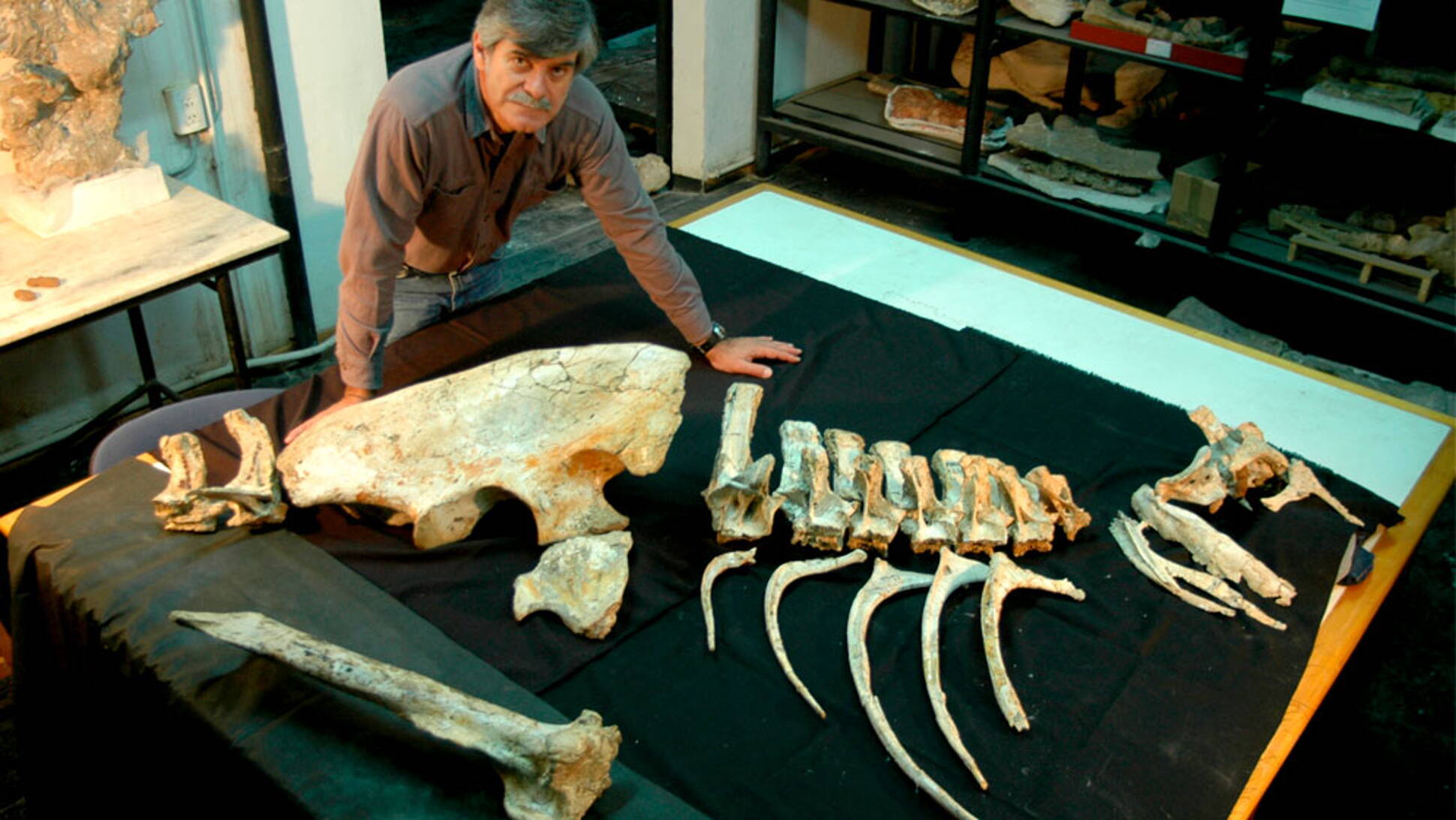 Investigadores del Conicet fueron distinguidos en un ranking de publicaciones paleontológicas