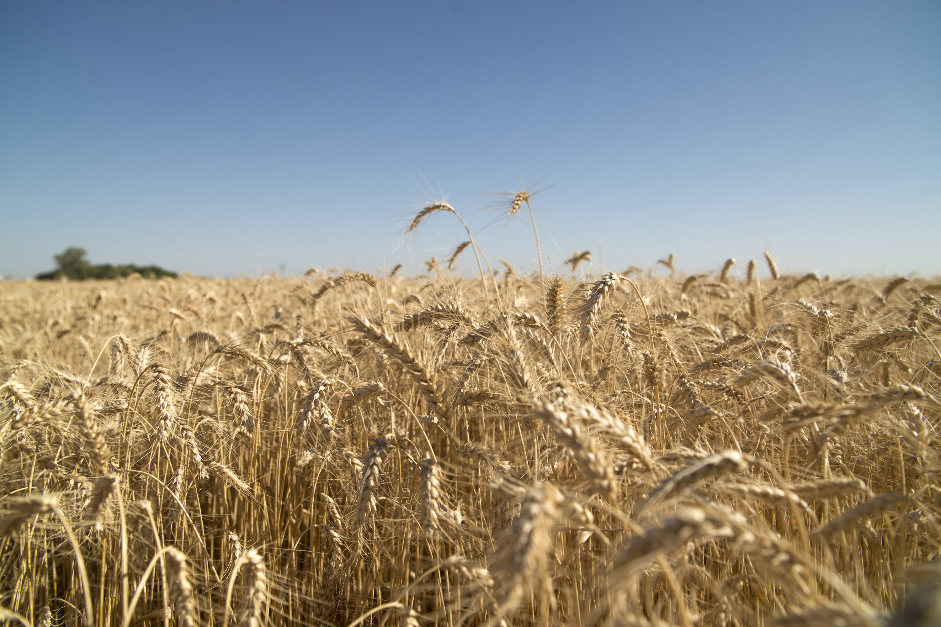 Las exportaciones de trigo pan aumentarán un 15 por ciento en la campaña actual