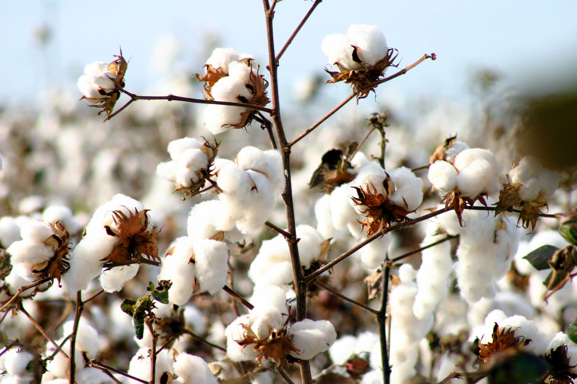 Agroindustria desarrolla un protocolo para favorecer la producción de algodón