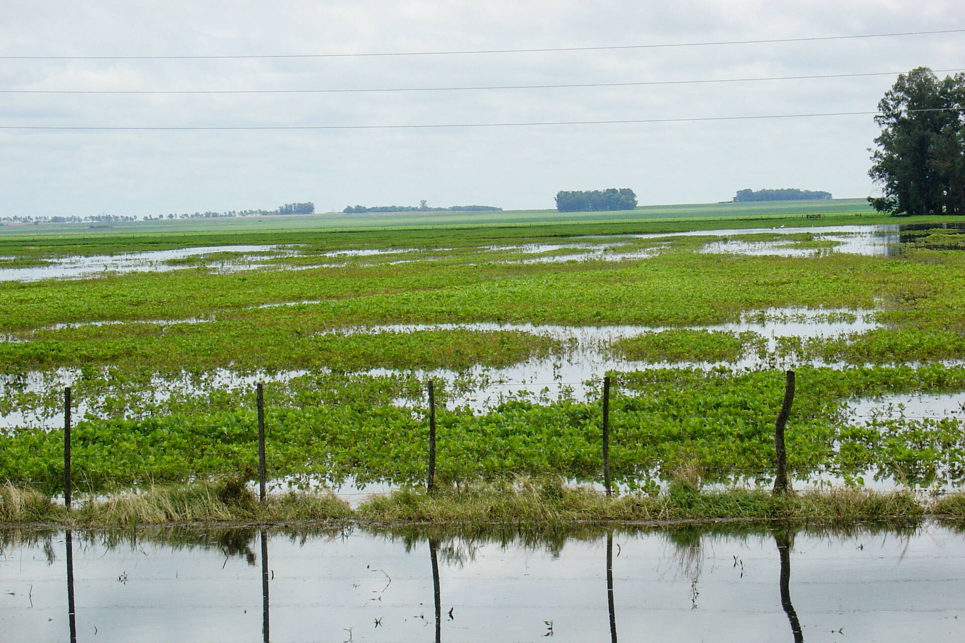 Declaran emergencia agropecuaria en zonas afectadas por incendios e inundaciones