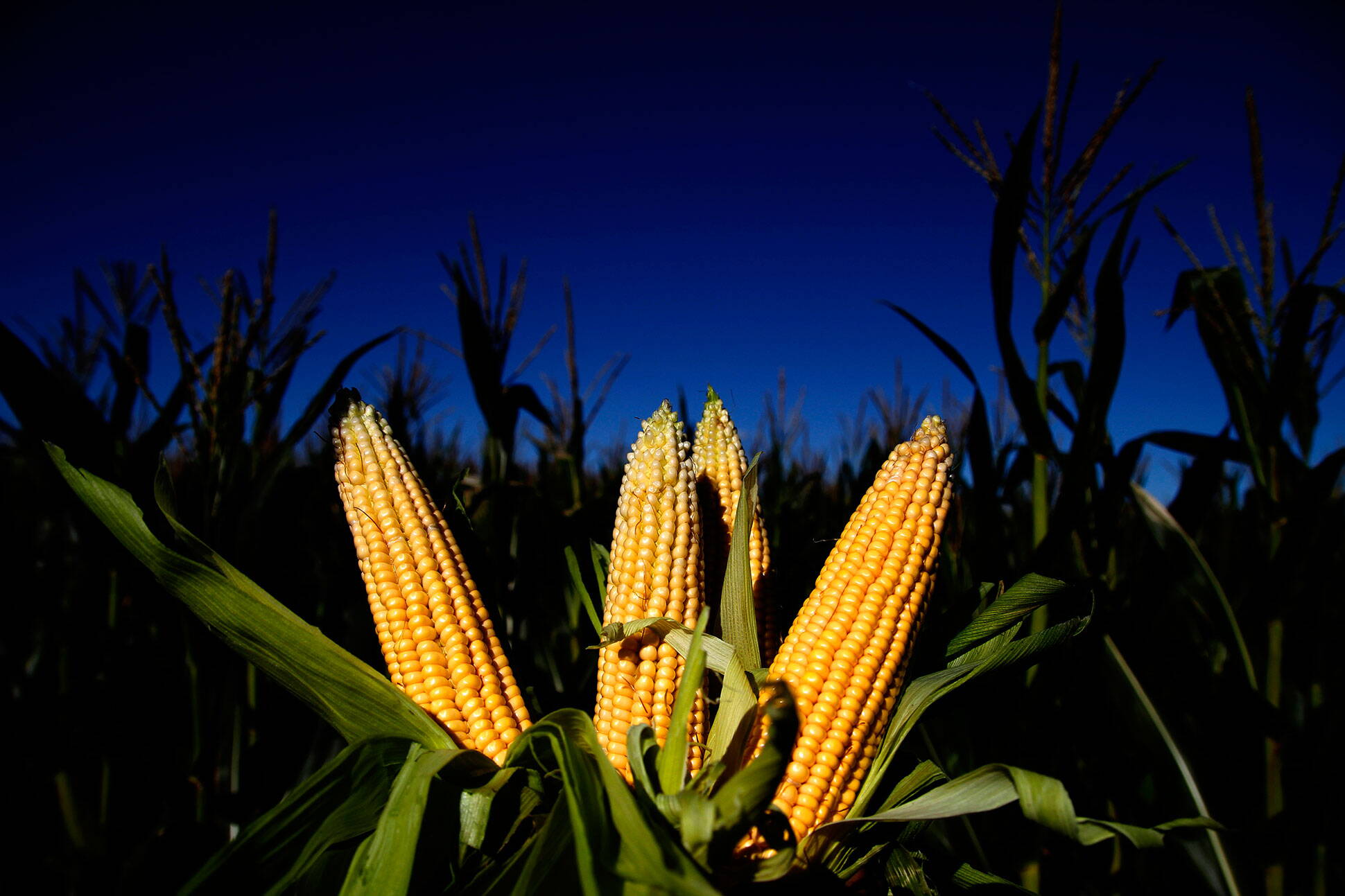 Las ventas de maíz al sector exportador aumentaron 12,4 por ciento