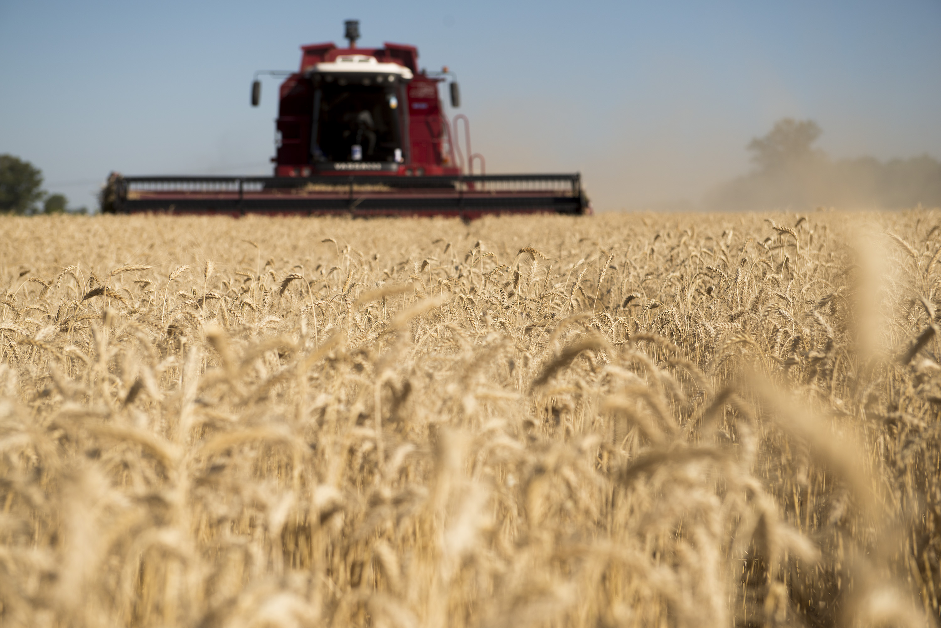 Lanzaron una nueva variedad de trigo, con mayor potencial de crecimiento