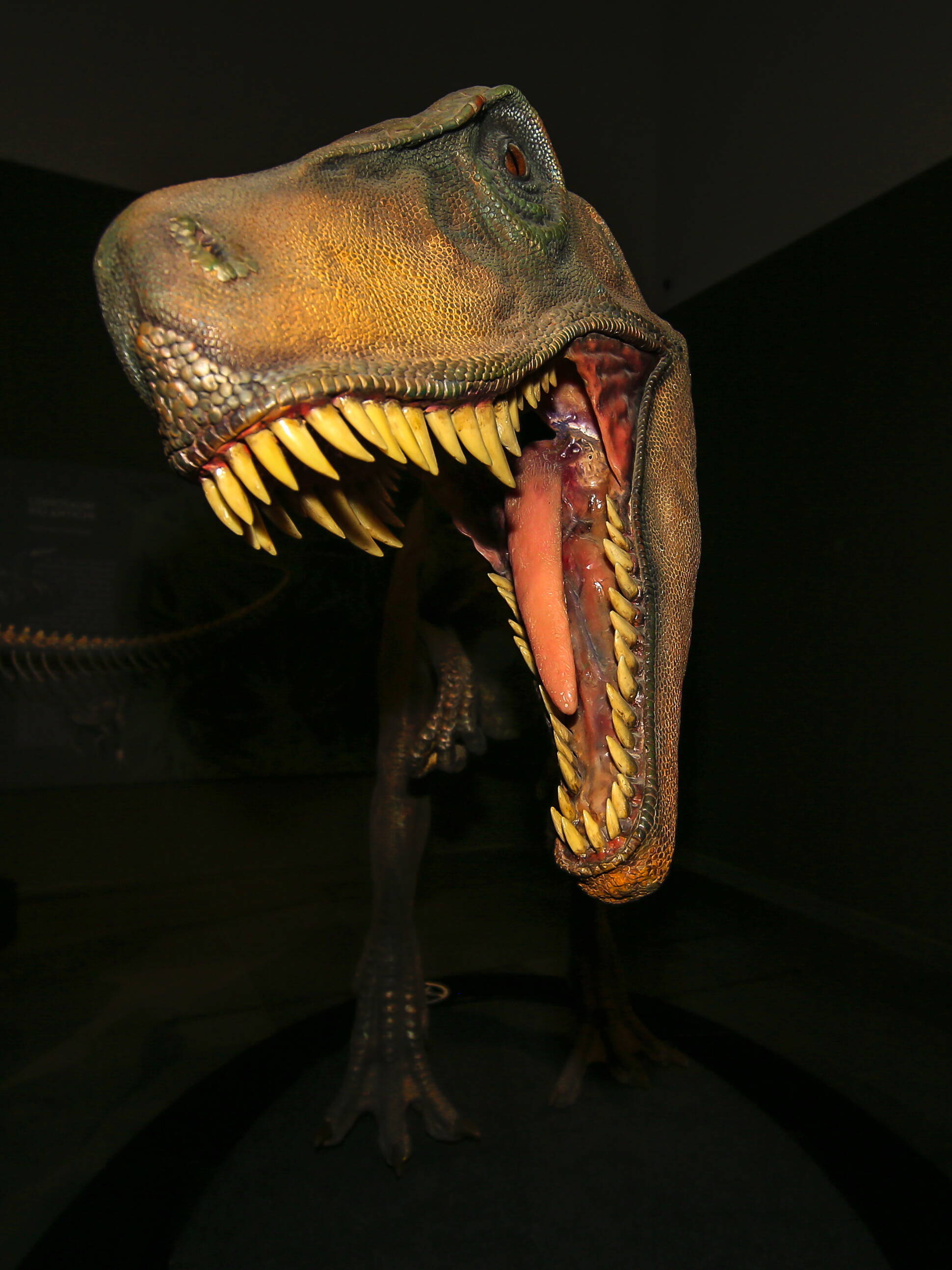 Muestra de dinosaurios argentinos se exhibe en Milán