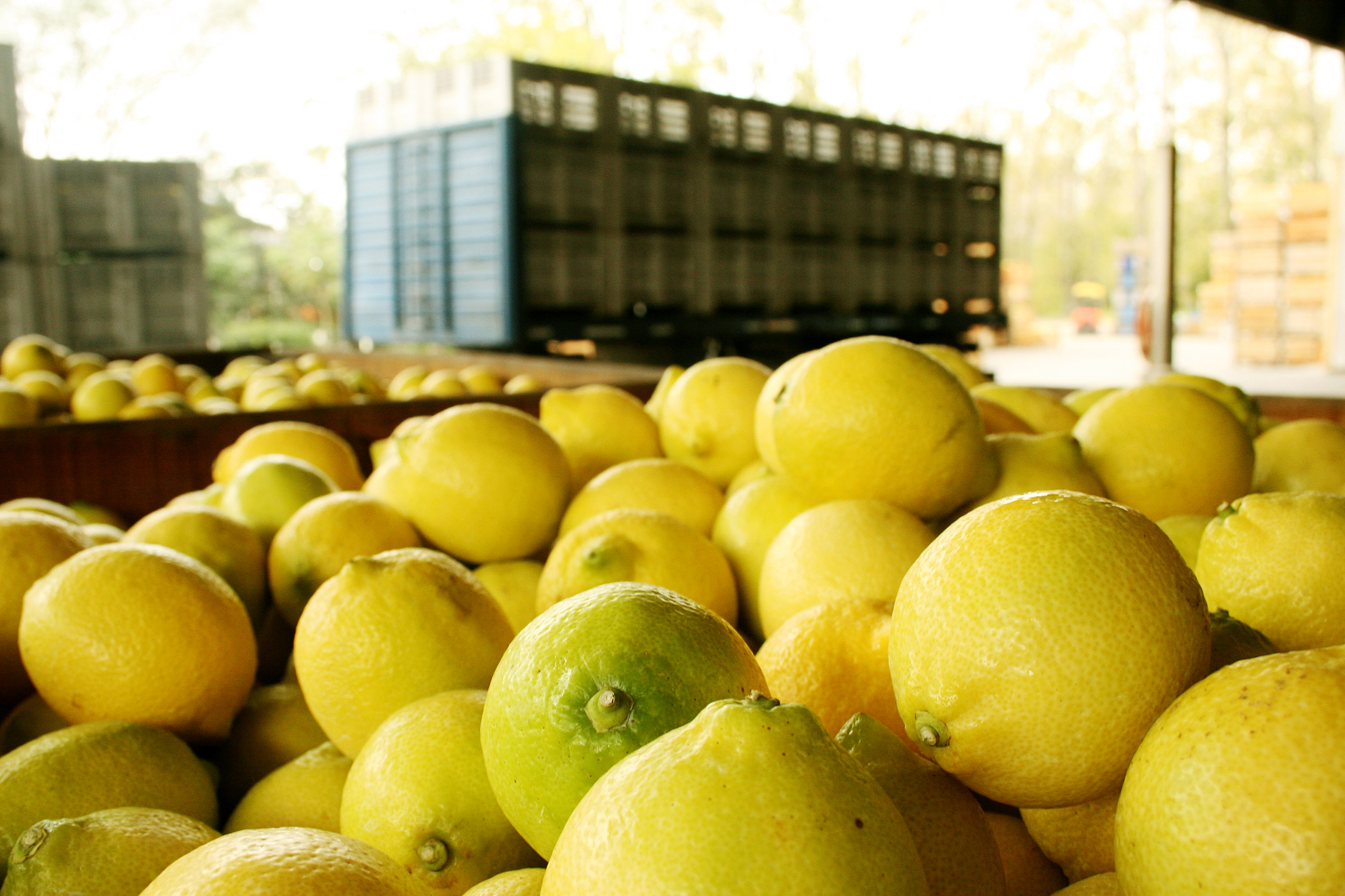 Estados Unidos anunció la apertura del mercado para los limones del NOA