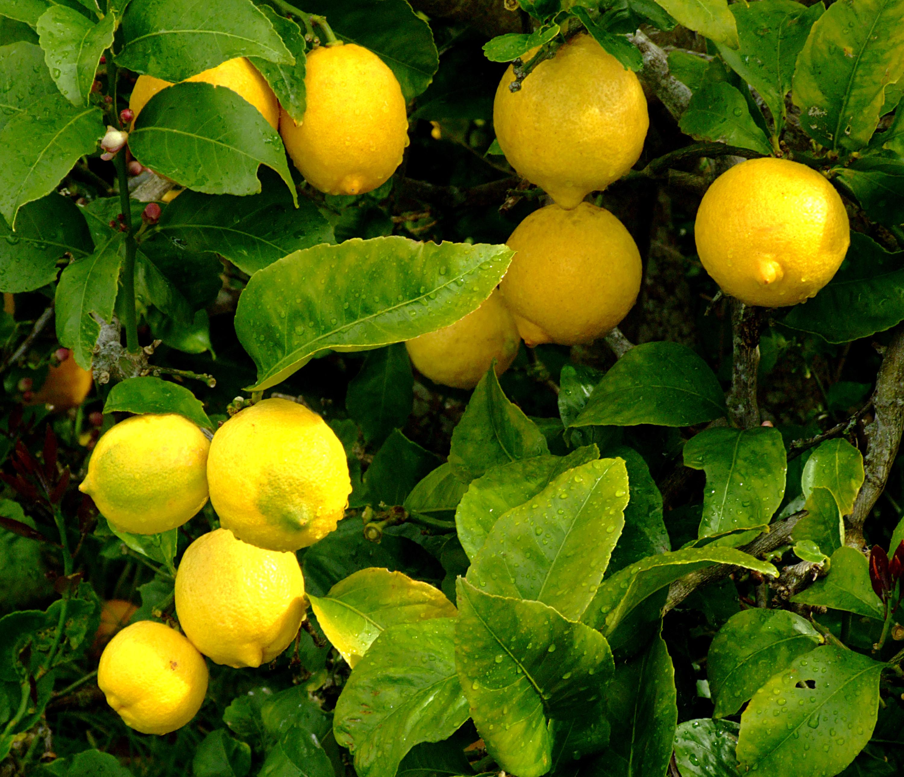 Estados Unidos anunció la apertura del mercado para los limones del NOA