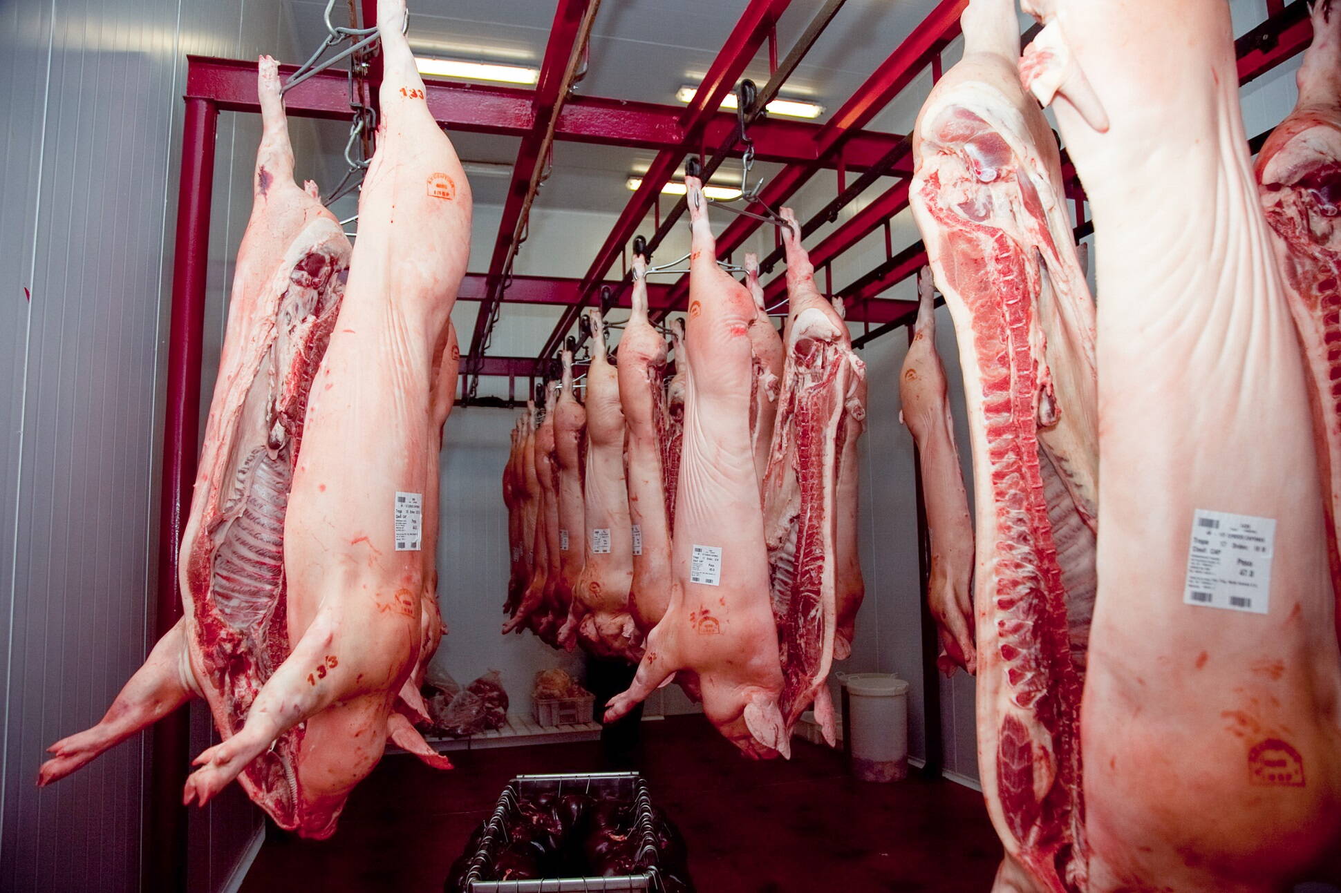 Por primera vez, la Argentina exporta media res de cerdo a Rusia
