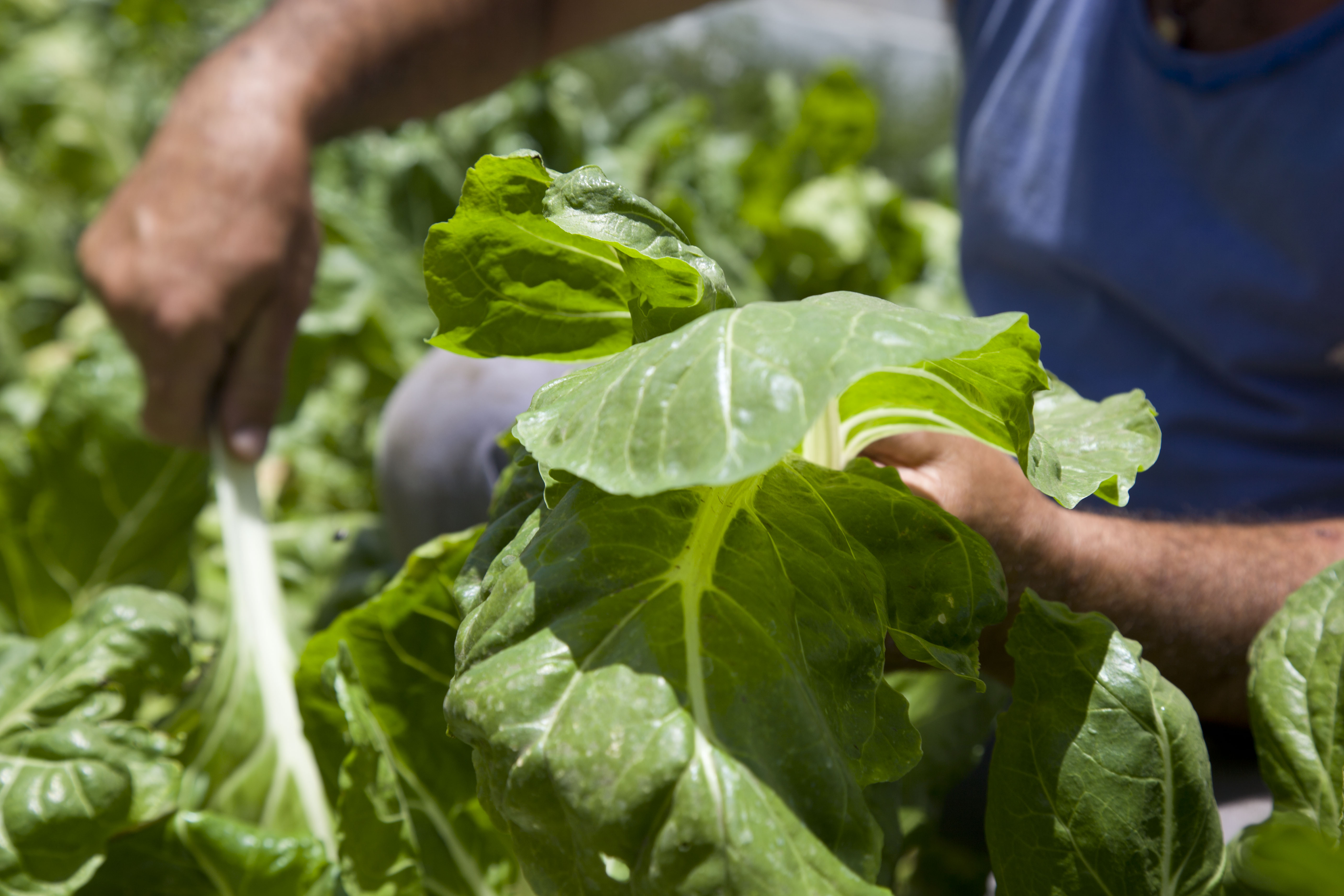 Agroindustria organiza curso de Producción Orgánica en Tucumán