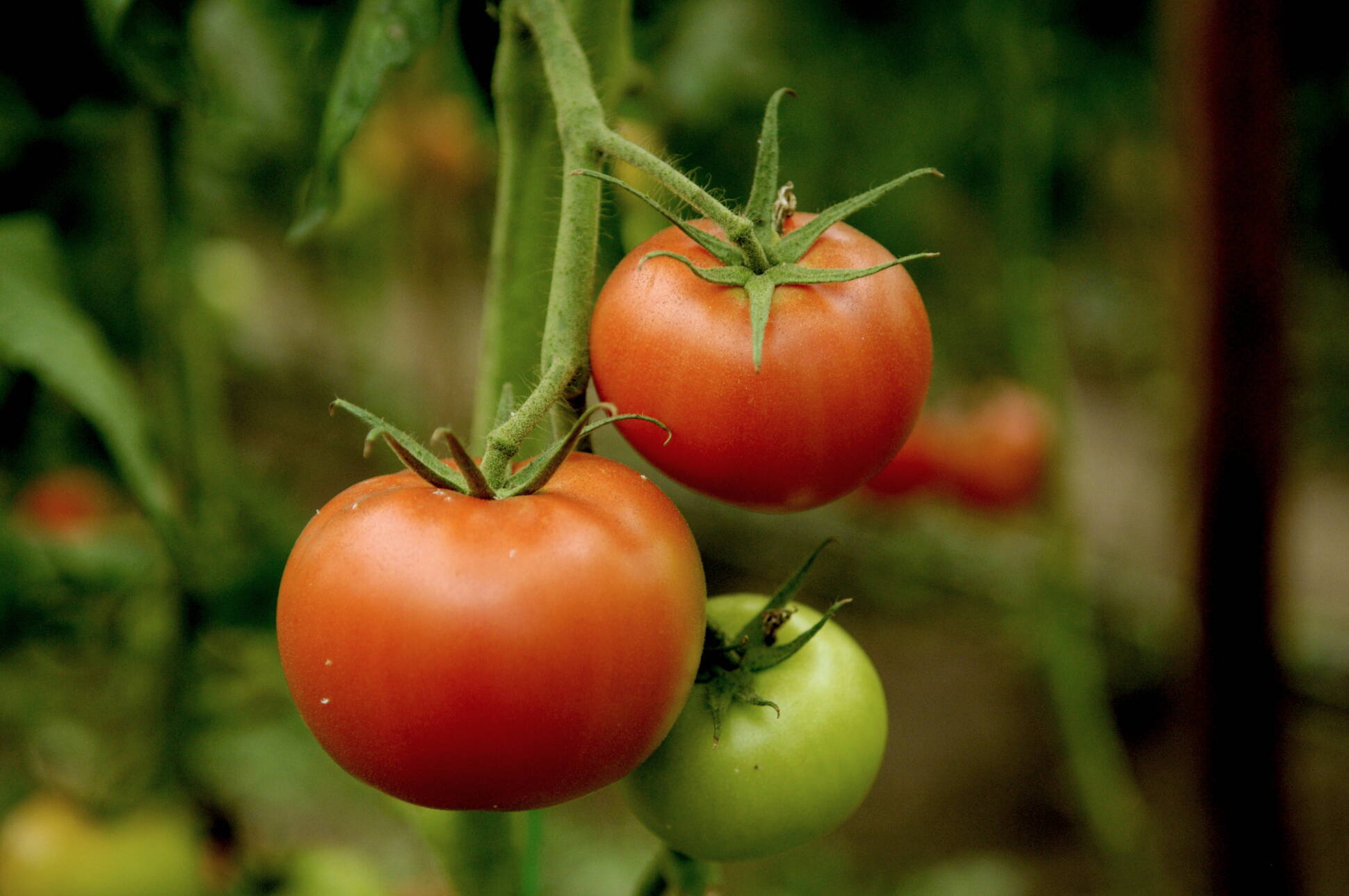 Agroindustria organiza curso de Producción Orgánica en Tucumán