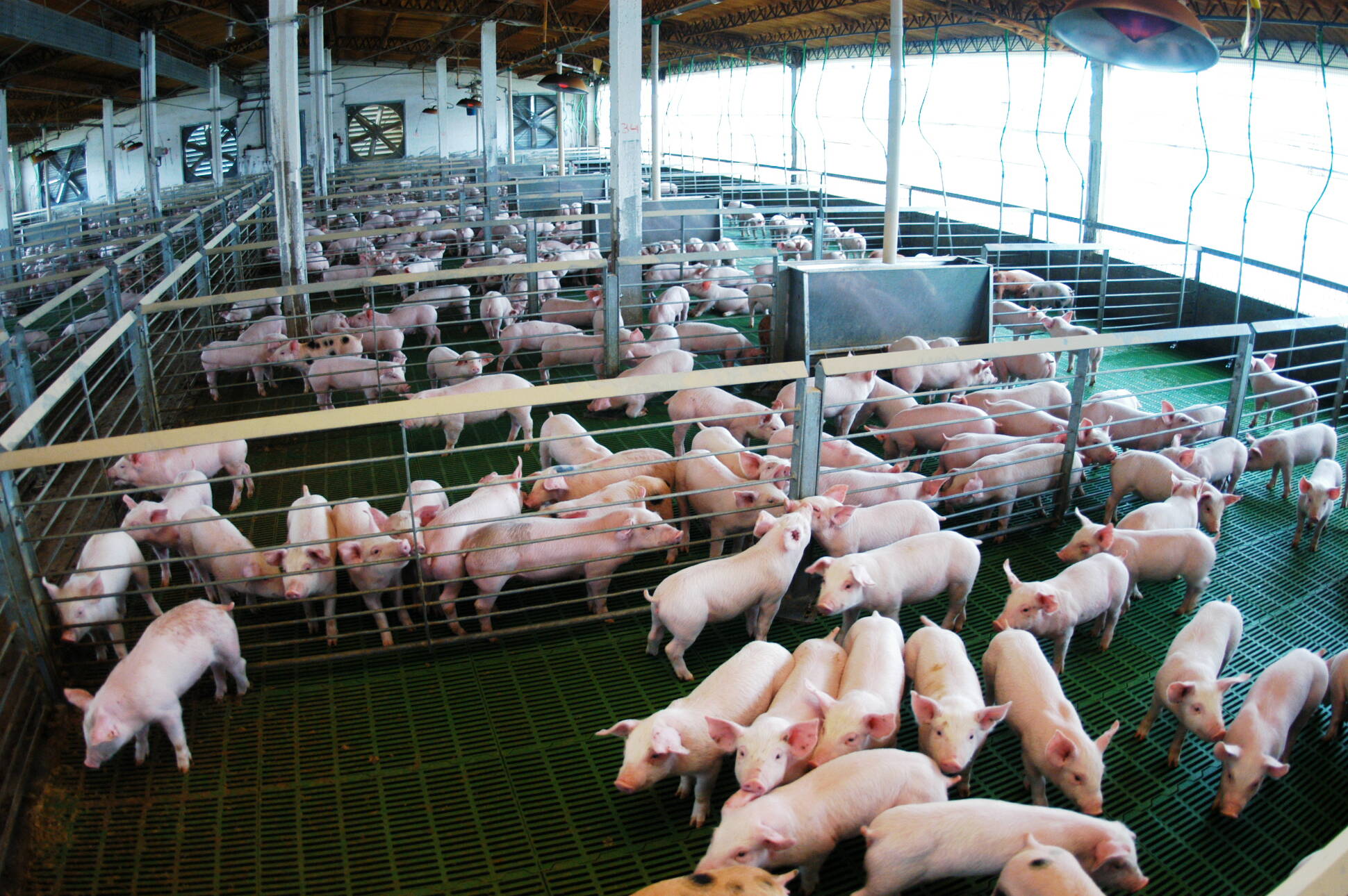 Nuevo proyecto en Córdoba para aumentar producción porcina