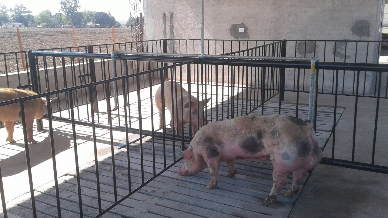 Agroindustria financió laboratorios de inseminación porcina en tres provincias del norte