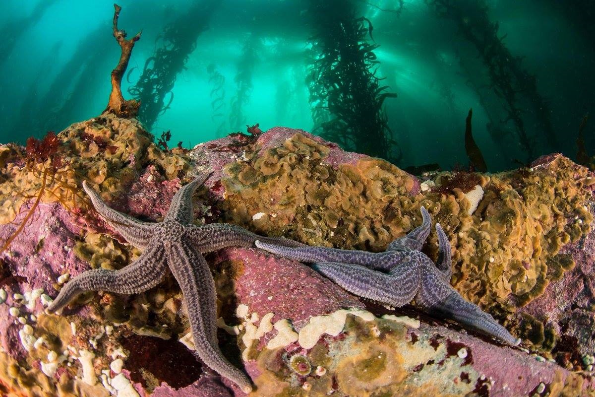El Ministerio de Ambiente y la National Geographic registran la biodiversidad oceánica en la Patagonia
