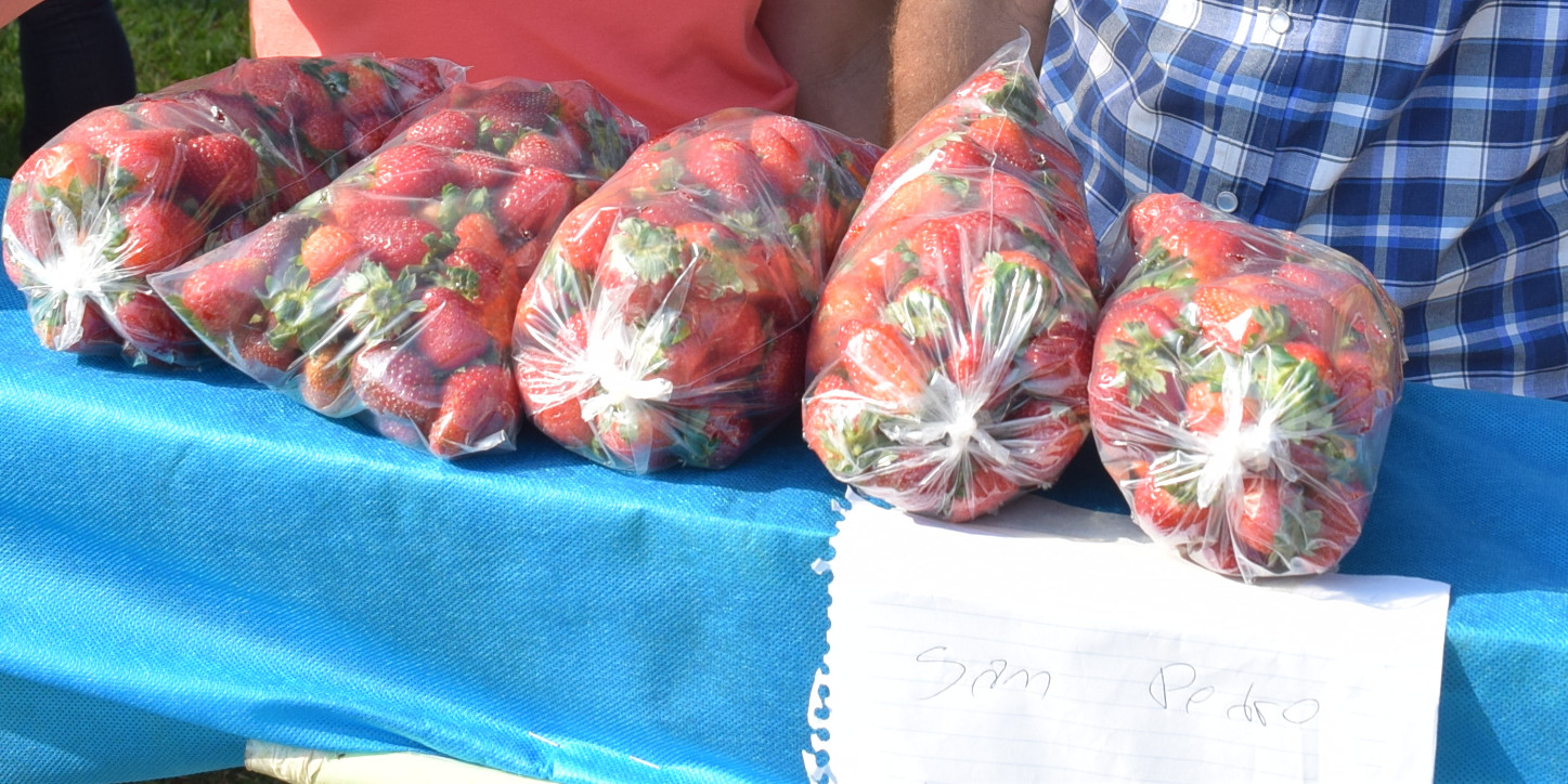 Técnicos de Agroindustria colaboran con productores de frutillas en Misiones