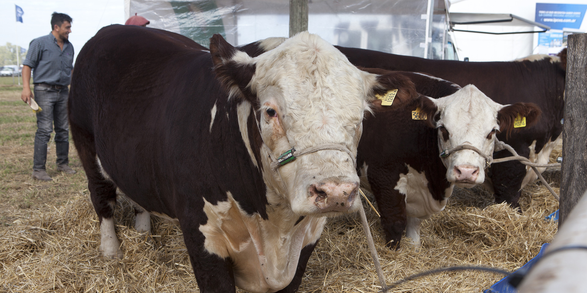 Chile importará genética bovina de la Patagonia argentina 