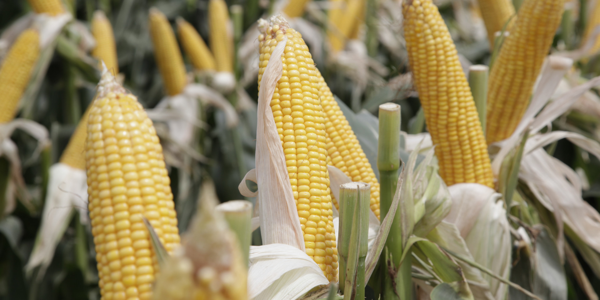 Agroindustria busca desarrollar maíz de alta productividad en Misiones y Corrientes
