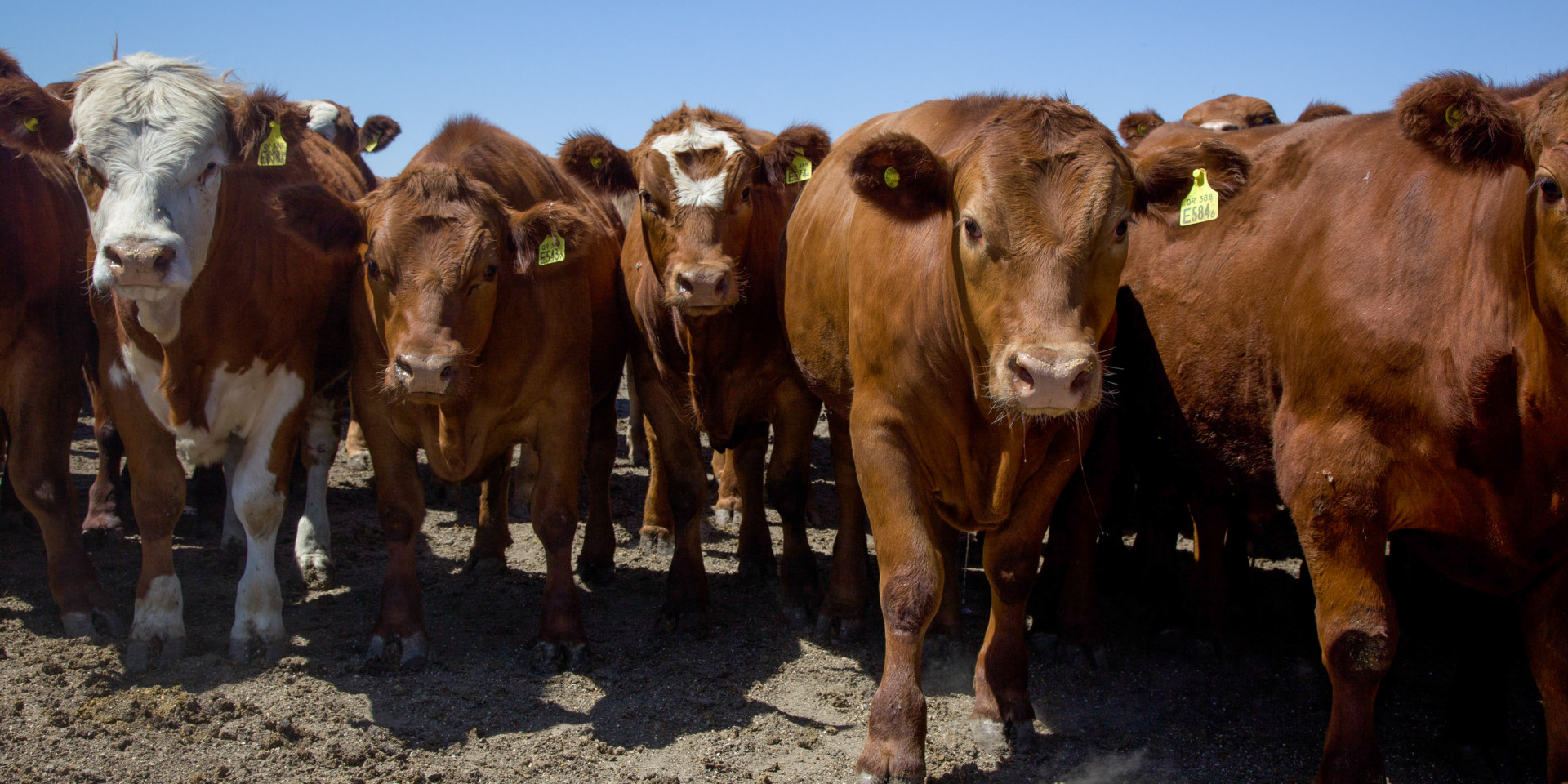 La Argentina exportará por primera vez bovinos en pie a Kazajistán