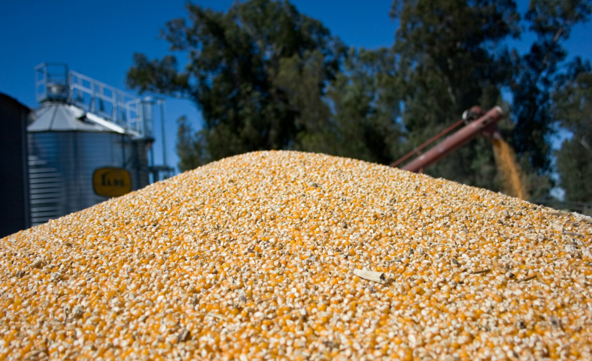 Argentina boasts record corn exports
