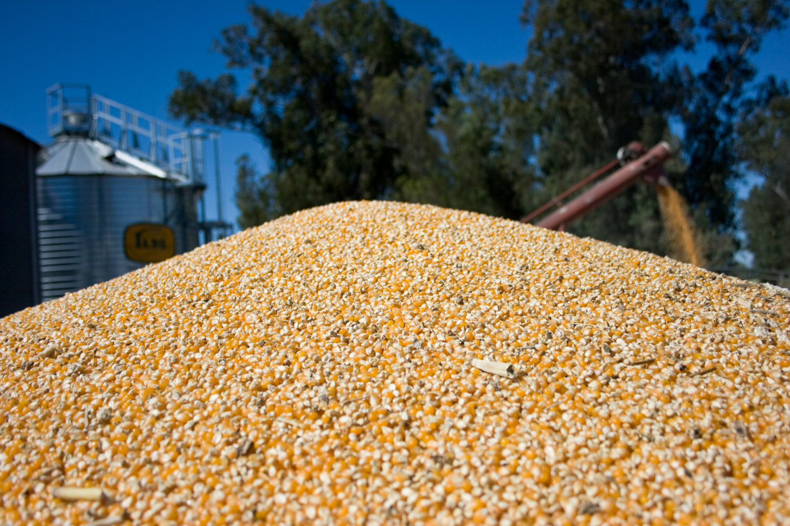 Récord de exportaciones de maíz: casi 25 millones de toneladas entre enero y agosto