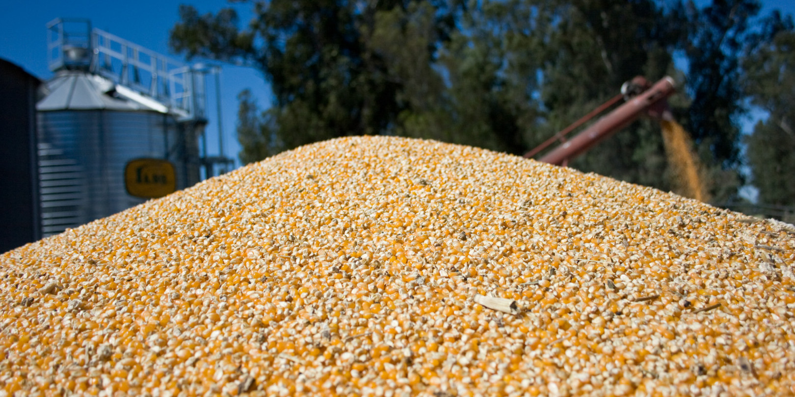 Nuevo récord de exportación de maíz