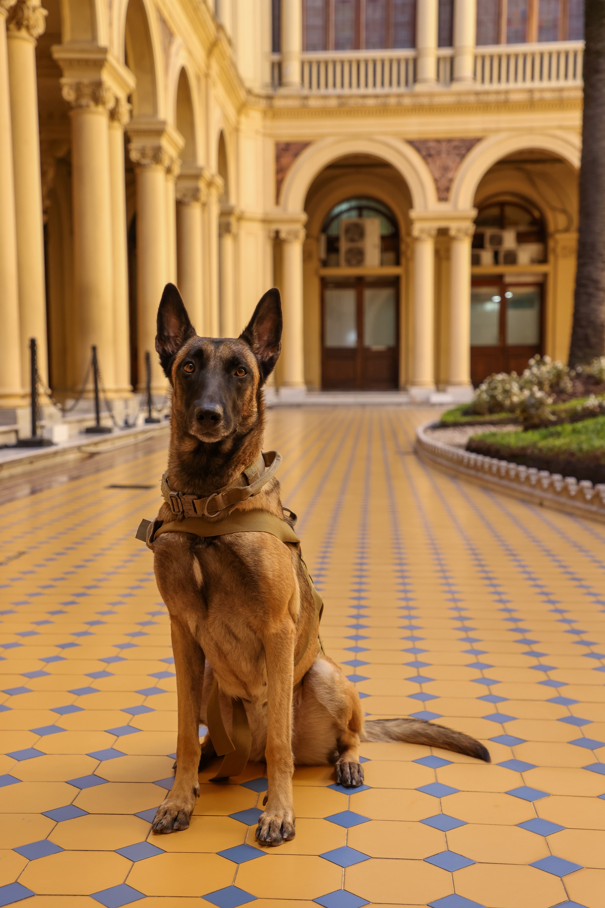 29 de abril: Día del Animal