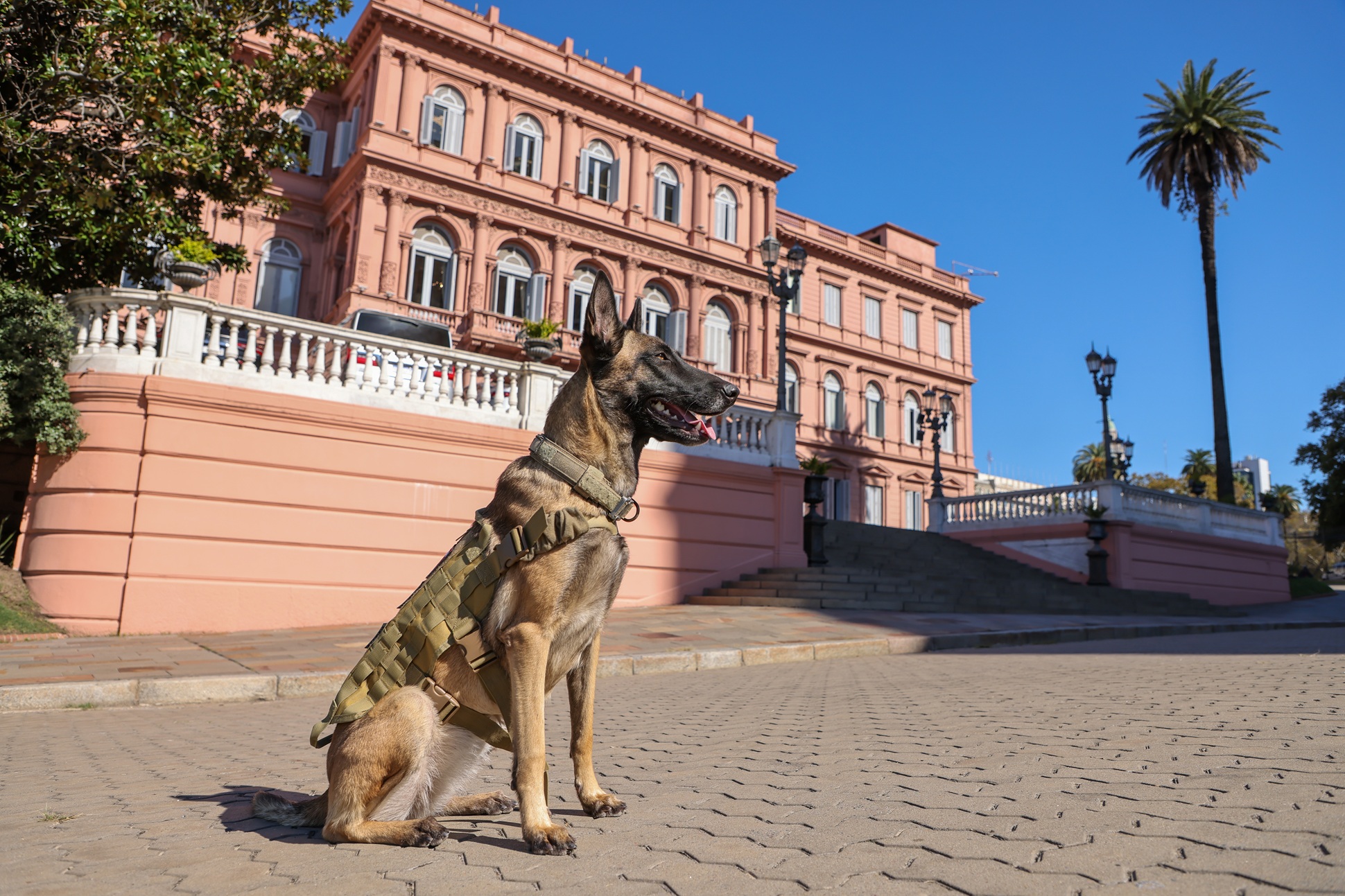 Día Nacional del Perro
