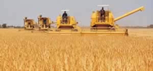 Imagen ilustrativa agricultura