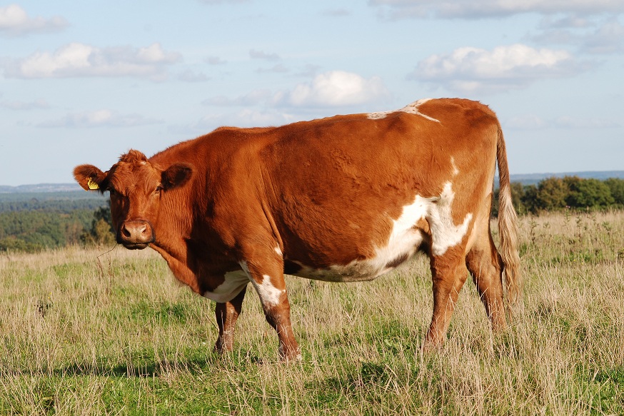 Científicos de la Facultad de Agronomía de la UBA lograron eliminar el gen de la vaca loca