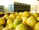 Los limones argentinos, más cerca de volver a ser exportados a Estados Unidos