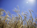 Productores agropecuarios invertirán 5000 millones de pesos más en la campaña de trigo