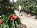 El Ministerio de Agroindustria lanza nuevos créditos para acompañar a las economías regionales