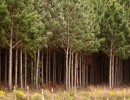 Entregan fondos y beneficios fiscales a 800 productores forestales