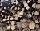 Entregan fondos y beneficios fiscales a 800 productores forestales