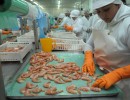 Se agiliza la exportación a China de langostinos capturados en el Mar Argentino