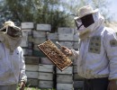 Argentina será sede del mayor encuentro de la apicultura orgánica en el mundo