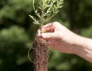 Agroindustria promueve el desarrollo del sector foresto-industrial en la Patagonia