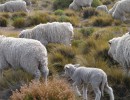 Apoyo del Gobierno a productores patagónicos afectados por el volcán Puyehue