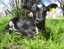 La primera ternera nacida por fecundación en vitro abre nuevas perspectivas para la producción bovina