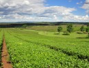 El Gobierno lanzó una línea de atención telefónica para el registro de operadores de la cadena agroalimentaria