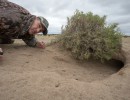 Un fotógrafo del Conicet, seleccionado entre los mejores reporteros gráficos de vida silvestre del mundo