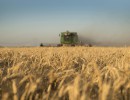 La superficie sembrada de trigo aumentó 20 por ciento para la campaña 2016/17