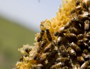La exportación de miel a granel se incrementó un 75 por ciento